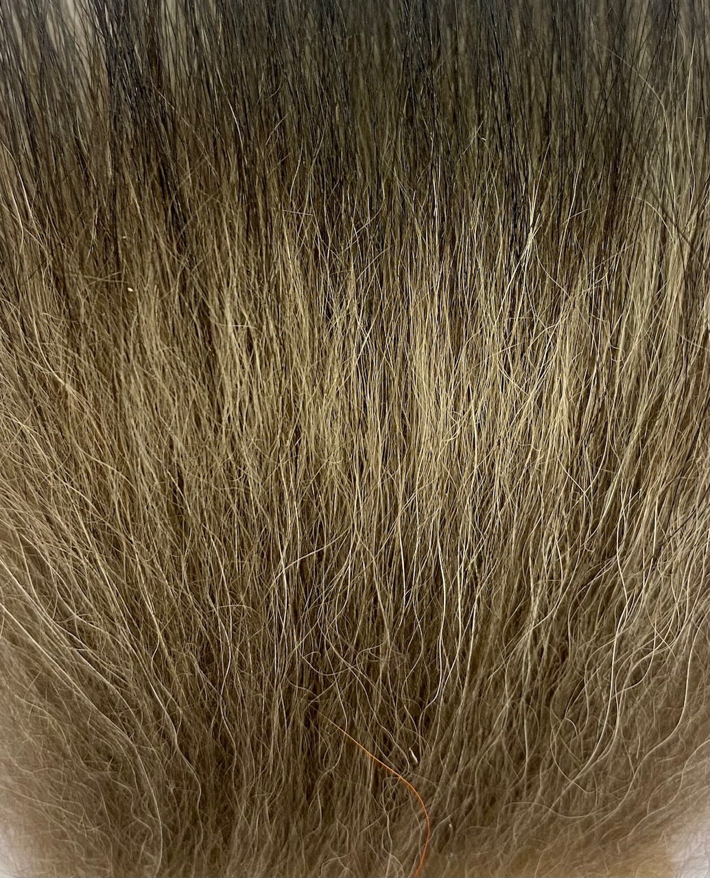 KFS TempleHair #M 65-80mm