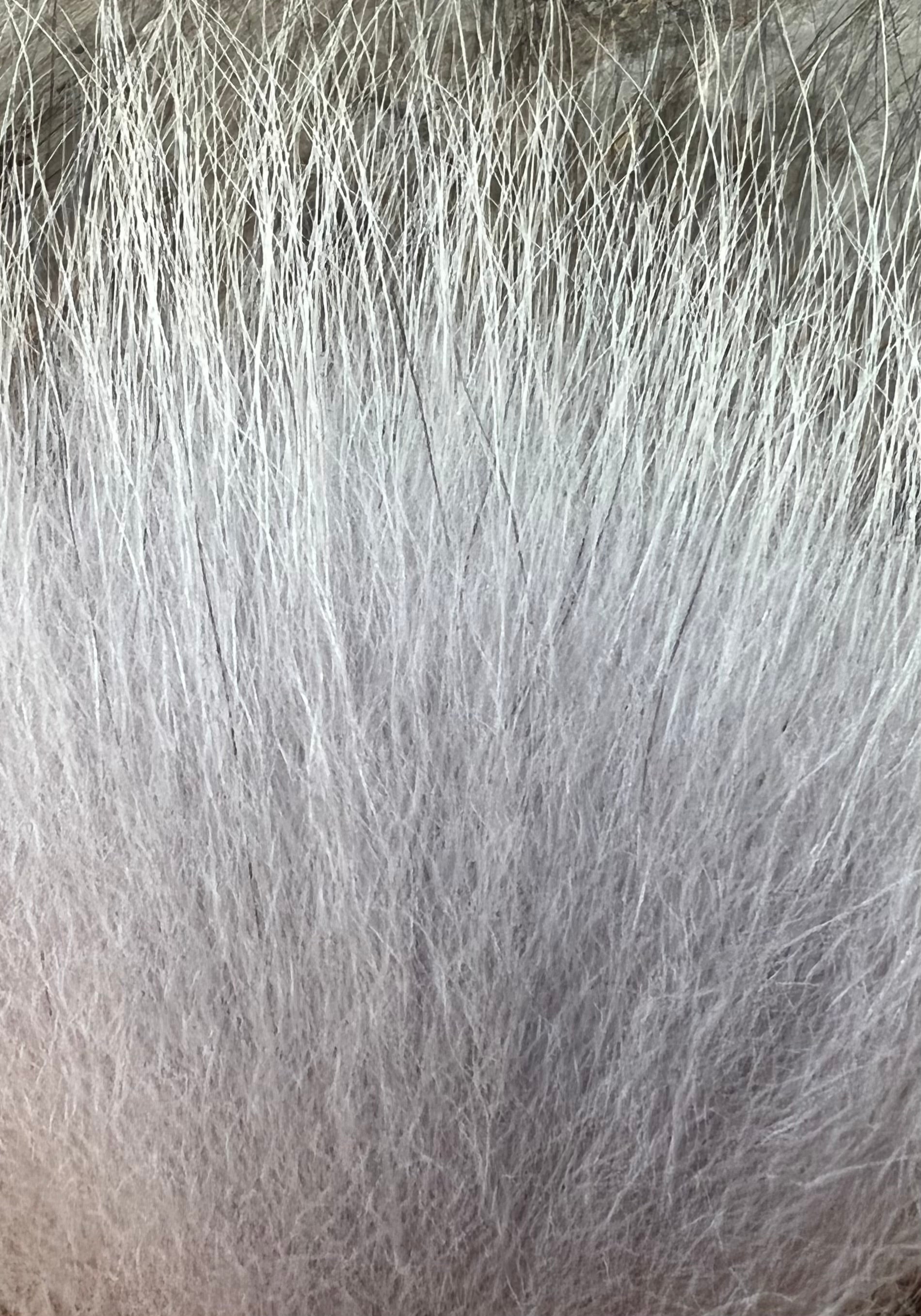 KFS TempleHair #M 65-80mm