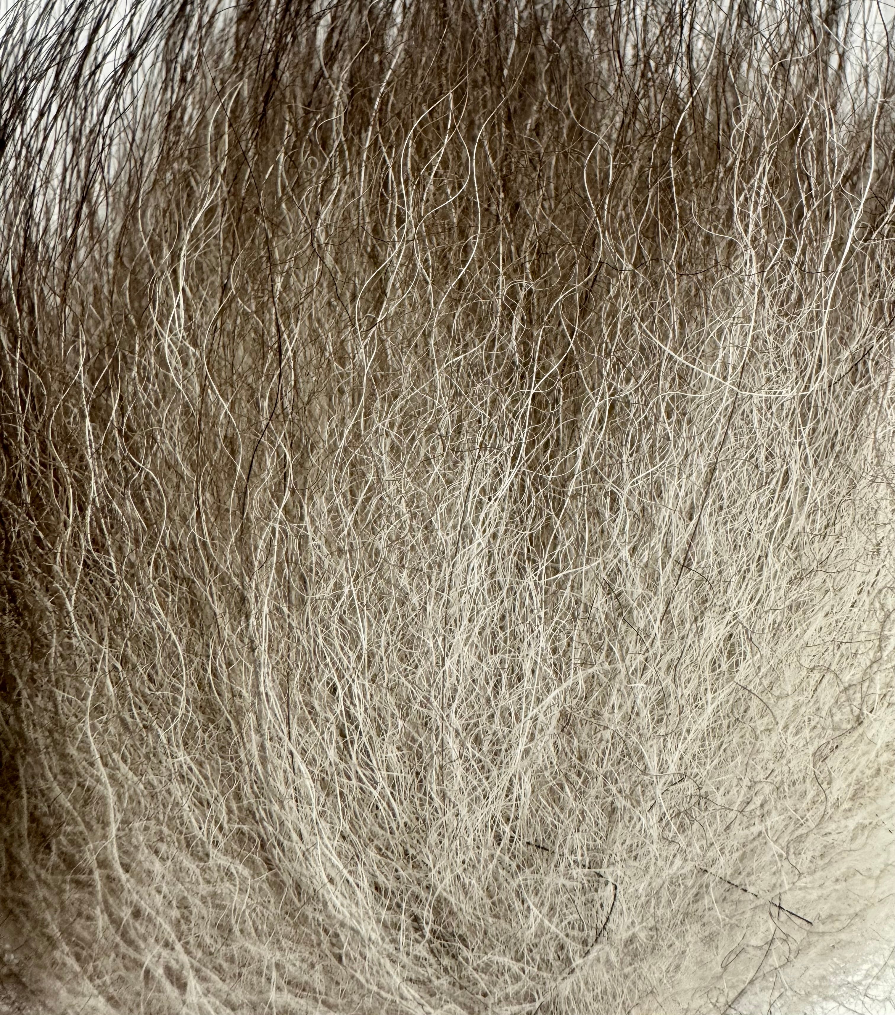KFS SilverFox