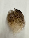 Wapsi Gadwall