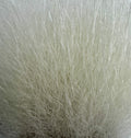KFS PolarBear "Top Wing" yli 7cm